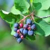 Amelanchier Alnifolia Greatberry Garden Ou Northline 2 Amelanchier Alnifolia Greatberry Garden Ou Northline -Plantes De Jardin Amelanchier alnifolia Greatberry Garden ou Northline IF 178831 1