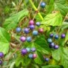 Ampelopsis Glandulosa Var. Maximowiczii - Vigne Vierge Ă Fruits Bleus 2 Ampelopsis Glandulosa Var. Maximowiczii - Vigne Vierge Ă Fruits Bleus -Plantes De Jardin Ampelopsis glandulosa var. maximowiczii 68152 1