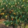 Arbutus Unedo Atlantic - Arbousier 1 Arbutus Unedo Atlantic - Arbousier -Plantes De Jardin Arbutus unedo 82783 1