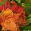 Azalée Glowing Embers - Rhododendron Molle -Plantes De Jardin Azalee mollis Glowing Embers 82635 1