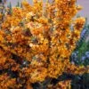 Berberis Linearifolia Orange King - Epine-vinette -Plantes De Jardin Berberis linearifolia Orange King Epine vinette 83955 1