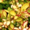 Berberis Thunbergii Limoncello - Epine-vinette -Plantes De Jardin Berberis thunbergii Limoncello 87377 1