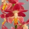 Calanthe Red Sunset - Orchidée Vivace 1 Calanthe Red Sunset - Orchidée Vivace -Plantes De Jardin Calanthe Red Sunset Orchidee vivace IF 18957 1