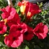 Bignone - Campsis Tagliabuana Summer Jazz Fire -Plantes De Jardin Campsis Summer Jazz Fire 84459 1