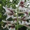 Cardiocrinum Giganteum - Lis Géant De L'Himalaya -Plantes De Jardin Cardiocrinum giganteum 82943 1
