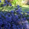 Céanothe Blue Sapphire -Plantes De Jardin Ceanothus Blue Sapphire 87735 1