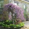 Cercis Canadensis Lavender Twist - Gainier Du Canada Pleureur Rose 2 Cercis Canadensis Lavender Twist - Gainier Du Canada Pleureur Rose -Plantes De Jardin Cercis canadensis Lavender Twist 84478 1