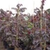 Cercis Canadensis Ruby Falls – Arbre De Judée Pleureur, Nain Et Pourpre -Plantes De Jardin Cercis canadensis Ruby Falls 82956 1