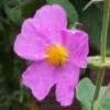 Cistus Creticus - Ciste De Crète -Plantes De Jardin Cistus creticus 781978 1