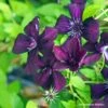 Clématite Viticella Dark Eyes -Plantes De Jardin Clematis Dark Eyes 87848 1