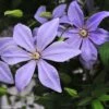 Clématite - Clematis Sugar Sweet (Scented Clem) -Plantes De Jardin Clematis Scented Clem 83898 3