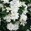 Clématite - Clematis Diversifolia White Arabella -Plantes De Jardin Clematis diversifolia White Arabella 89513 1
