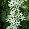 Clématite - Clematis Armandii Little White Charm -Plantes De Jardin Clematite Clematis armandii Little White Charm IF 6813641 1
