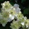 Clématite Montana Double Delight 2 Clématite Montana Double Delight -Plantes De Jardin Clematite Double Delight 83625 1