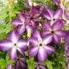 Clématite - Clematis Venosa Violacea -Plantes De Jardin Clematite Venosa 681438 1
