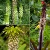Collection 5 Eucomis 2 Collection 5 Eucomis -Plantes De Jardin Collection 5 Eucomis 86085 1