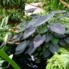 Colocasia Black Magic - Oreille D'Eléphant -Plantes De Jardin Colocasia Black magic 83271 1