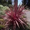Cordyline Banksii Electric Pink -Plantes De Jardin Cordyline banksii Electric Pink 100458 1