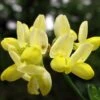 Coronille - Coronilla Valentina Subsp. Glauca Citrina 1 Coronille - Coronilla Valentina Subsp. Glauca Citrina -Plantes De Jardin Coronilla valentina subsp glauca Citrina 82796 1