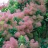 Cotinus Smokey Joe - Arbre à Perruque Nain. -Plantes De Jardin Cotinus Smokey Joe 85475 1