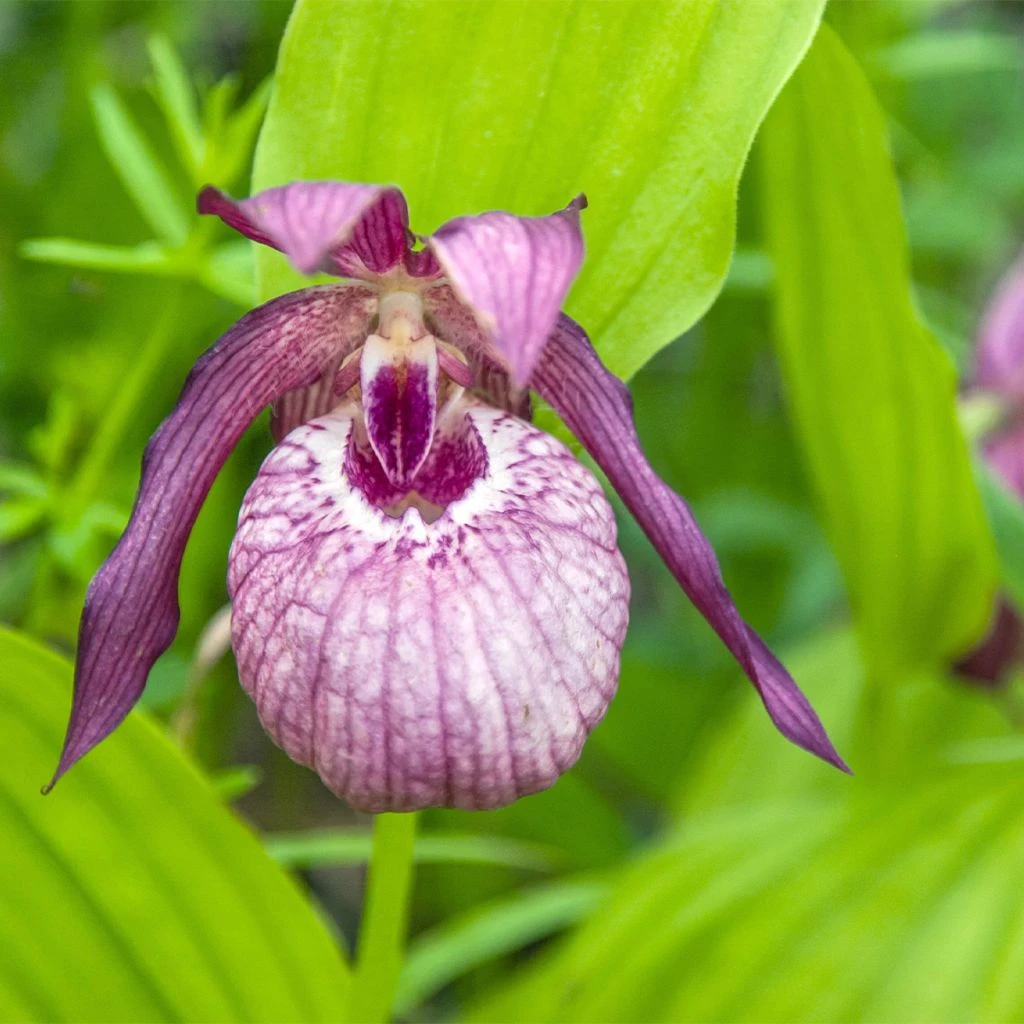 Cypripedium Lucy Pinkepank - Orchidée De Jardin Hybride, Sabot De Vénus 3 Cypripedium Lucy Pinkepank - Orchidée De Jardin Hybride, Sabot De Vénus