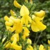 Genêt à Balais - Cytisus Scoparius Vanesse -Plantes De Jardin Cytisus scoparius Vanesse 100095 1