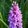 Dactylorhiza Maculata, Orchis Tacheté - Orchidée Terrestre Et Vivace 1 Dactylorhiza Maculata, Orchis Tacheté - Orchidée Terrestre Et Vivace -Plantes De Jardin Dactylorhiza maculata 8161 1