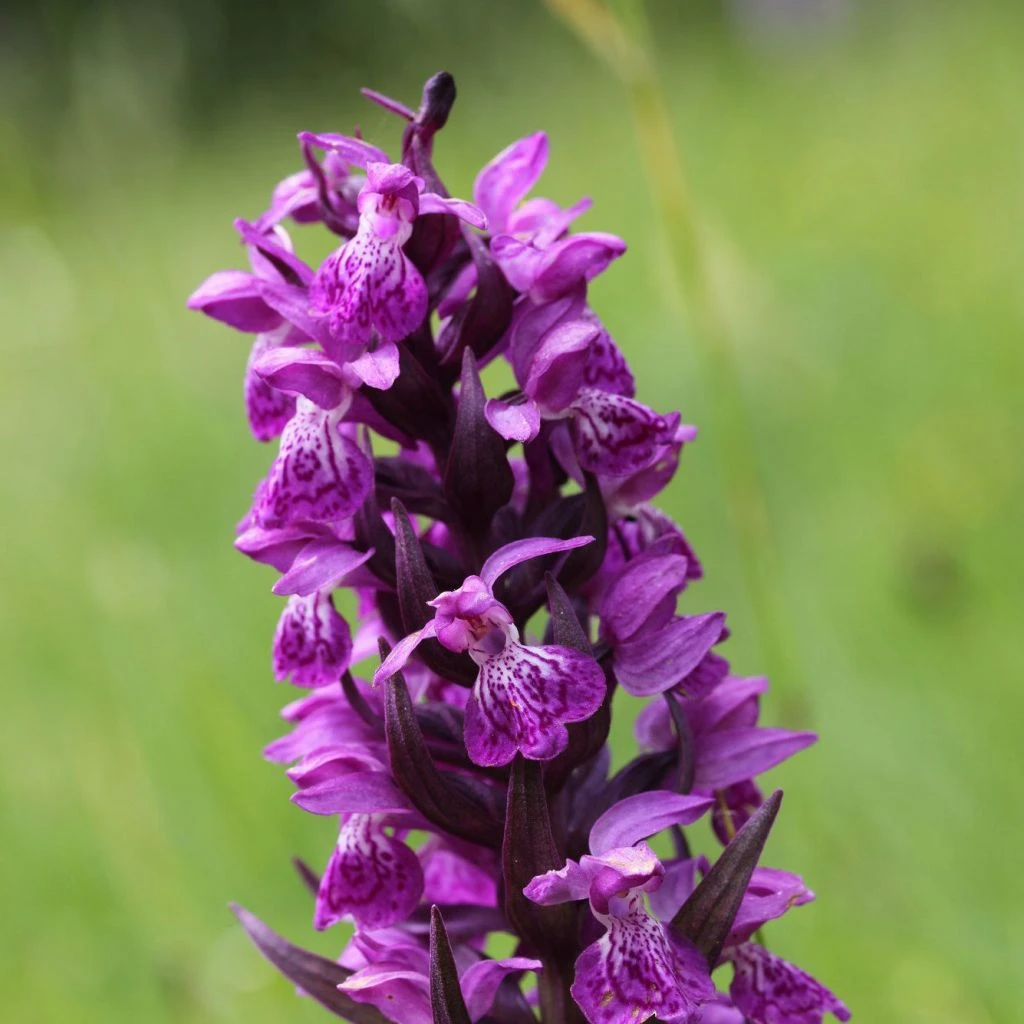 Dactylorhiza Majalis - Orchis De Mai Ou à Feuilles Larges 3 Dactylorhiza Majalis - Orchis De Mai Ou à Feuilles Larges