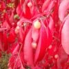 Euonymus Grandiflorus Red Wine - Fusain -Plantes De Jardin Euonymus grandiflorus Red Wine 85244 1