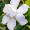 Gardenia Jasminoides Summer Snow. 1 Gardenia Jasminoides Summer Snow. -Plantes De Jardin Gardenia jasminoides Summer snow copyright 833261 1
