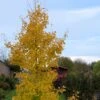 Ginkgo Biloba Fastigiata Gold Flame - Arbre Aux Quarante écus -Plantes De Jardin Ginkgo Biloba fastigiata Gold Flame LD 16550 1