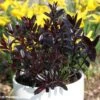 Hebe Midnight Sky - Véronique Arbustive -Plantes De Jardin Hebe Midnight Sky 88812 1