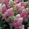 Hydrangea Paniculata Vanille Fraise - Hortensia Paniculé 1 Hydrangea Paniculata Vanille Fraise - Hortensia Paniculé -Plantes De Jardin Hortensia Vanille Fraise Pot de C10L 82017 1