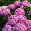 Hortensia - Hydrangea Macrophylla Benelux (rose) 2 Hortensia - Hydrangea Macrophylla Benelux (rose) -Plantes De Jardin Hydrangea macrophylla Benelux rose 85238 1