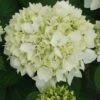 Hortensia - Hydrangea Macrophylla Sœur Thérèse -Plantes De Jardin Hydrangea macrophylla Soeur Therese 82569 1