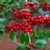 Houx Verticillé Femelle Maryland Beauty - Ilex Verticillata -Plantes De Jardin Ilex verticillata Maryland Beauty 15381 1