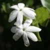 Jasmin Officinal - Jasminum Officinale Affinis -Plantes De Jardin Jasmin blanc officinal Jasminum officinale Affinis copyright 1010792 1