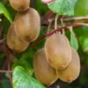 Kiwi Autofertile Boskoop - Actinidia Deliciosa 2 Kiwi Autofertile Boskoop - Actinidia Deliciosa -Plantes De Jardin Kiwi autofertile Boskoop Actinidia deliciosa copyright 1003541 1
