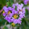 Lagerstroemia Indica Cordon Bleu - Lilas Des Indes Bleu Lavande -Plantes De Jardin Lagerstroemia indica Cordon bleu copyright 78173611 1
