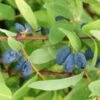Lonicera Kamtschatica Sweet Myberry - Baie De Mai -Plantes De Jardin Lonicera kamtschatica Sweet Myberry 83043 1