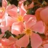 Laurier Rose - Nerium Oleander Saumon 1 Laurier Rose - Nerium Oleander Saumon -Plantes De Jardin Nerium oleander Saumon 83391 1