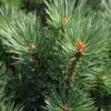 Pinus Sylvestris Watereri - Pin Sylvestre 1 Pinus Sylvestris Watereri - Pin Sylvestre -Plantes De Jardin Pinus sylvestris Watereri 84210 1