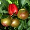 Pluot Flavor Supreme -Plantes De Jardin PluotFlavor Supreme 79219 1