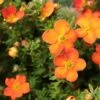 Potentilla Fruticosa Orangissima - Potentille Arbustive 2 Potentilla Fruticosa Orangissima - Potentille Arbustive -Plantes De Jardin Potentilla fruticosa Orang issima copyright 1008121 1