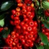 Pyracantha SAPHYR Rouge - Buisson Ardent -Plantes De Jardin Pyracantha SAPHYR Rouge 84242 1