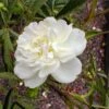 Rosier Botanique - Rosa Cannabifolia -Plantes De Jardin Rosa cannabifolia 84552 1
