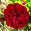 Rosier Grimpant Red Eden Rose -Plantes De Jardin Rosier Grimpant a grandes fleurs Red Eden Rose EricTabarly 71279 1