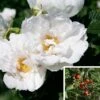 Rosier Savoranova White -Plantes De Jardin Rosier SAVORANOVA White 889100 1