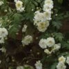Rosier Liane Sander's White Rambler -Plantes De Jardin Rosier Sander s White Rambler 57074 1