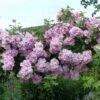 Rosier Liane Blush Rambler - Rose Ancienne -Plantes De Jardin Rosier ancien Blush Rambler 81566 1